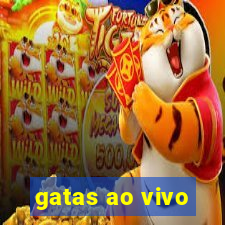 gatas ao vivo